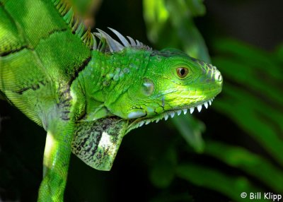 Green Iguana  3