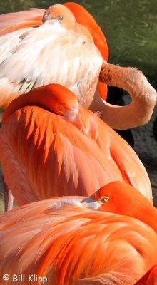 Caribbean Flamingos, San Diego Zoo 1