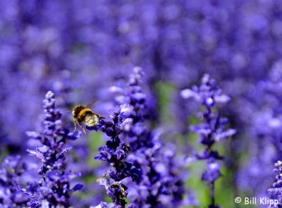 Buzzing Bee, Christchurch Botanical Gardens  1