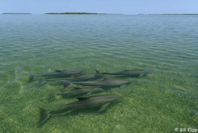 Bottlenose Dolphins, Channel Key  1