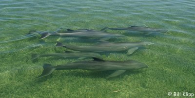 Bottlenose Dolphins  Channel Key  3