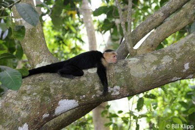 White Faced Capuchin Monkeys, Manuel Antonio 1