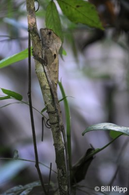 Helmut Iguana, Manuel Antonio 1