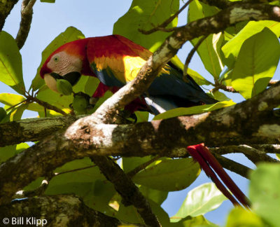 Scarlet Macaw,  Corcovado Ntl Park   1
