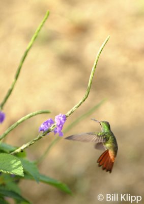 Rufous Tailed Hummingbird, Arenal 1