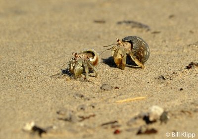Hermit Crabs,  Granito de Oro   1