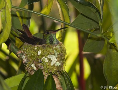 Hummingbird in Nest,  El Castillo  1