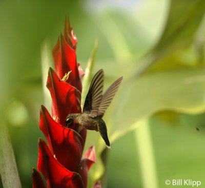 Hummingbird,  Arenal  3