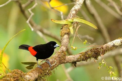 Passerinis Tanager, Arenal Volcano  1