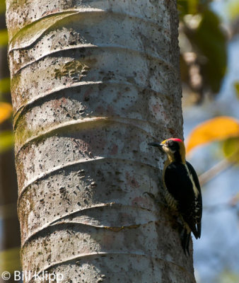 Lineated Woodpecker,  Corcovado Ntl Park  1