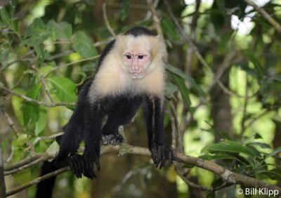 White Faced Capuchin Monkey,  Manuel Antonio  4
