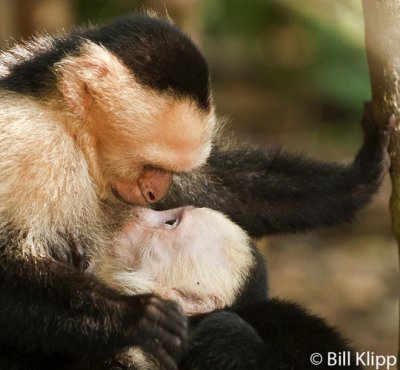 White Faced Capuchin Monkeys,  Manuel Antonio  2