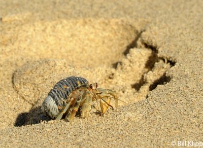 Hermit Crab,  Granito de Oro   2