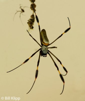 Golden Orb Spider,  Barro Colorado Island  1