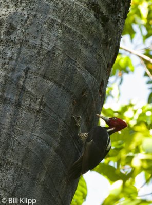 Pale Billed Woodpecker, Manuel Antonio  1
