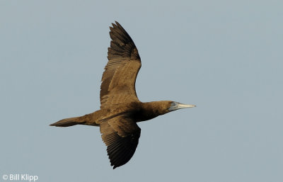 Brown Booby, Bona Island 1