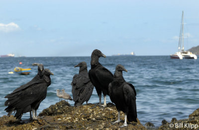 Black Vultures, Taboga Island  1