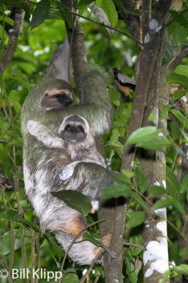Three Toed Sloth with baby,   Manuel Antonio   3