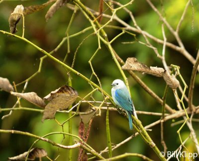 Blue Gray Tanager, Arenal Volcano 1