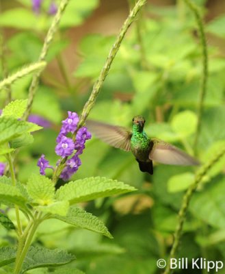 Hummingbird,  Arenal  10