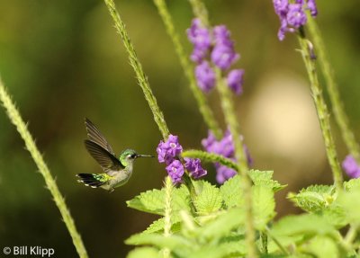 Hummingbird,  Arenal  8