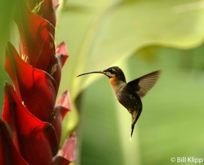 Hummingbird,  Arenal  7