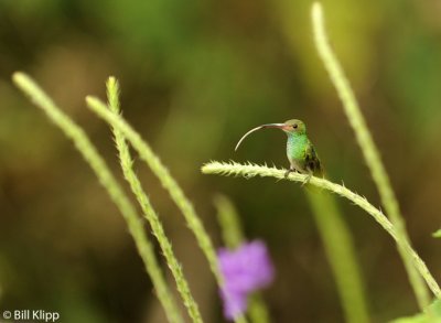 Hummingbird,  Arenal  5