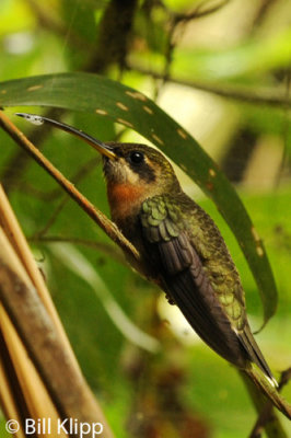 Hummingbird,  Arenal  4