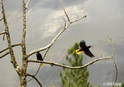 Montezuma Oropendola, Arenal Volcano 1