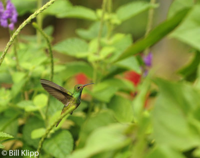 Rufous Tailed Hummingbird, Arenal  2
