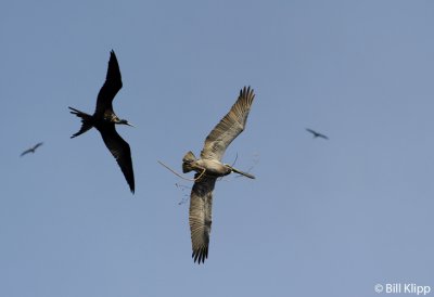  Frigate Bird stealing from a Brown Pelican,  Bona Island  2