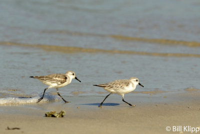 Sanderlings, Granito de Oro  2