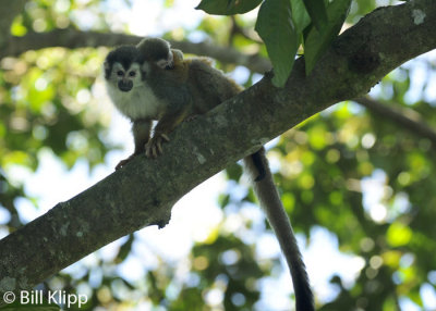 Squirrel Monkey,   Manuel Antonio   5