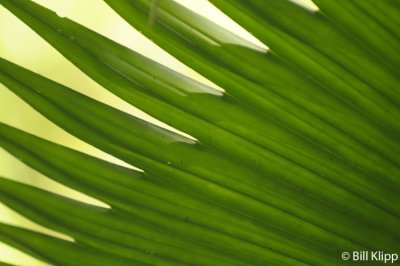 Palm Frond, Arenal  3