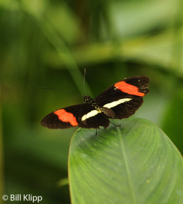 Butterfly, El Castillo 4