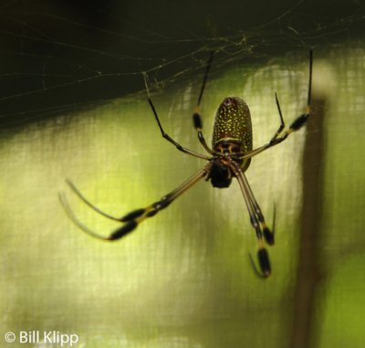 Golden Orb Spider, Arenal Volcano 2