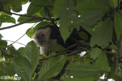 White Faced Capuchin Monkey,  Manuel Antonio  8