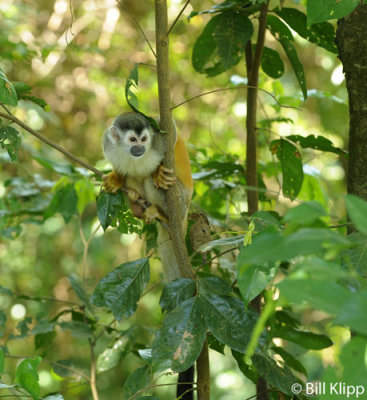 Mammals Costa Rica Manuel Antonio Squirrel Monkey B Klipp Jan 2012 63asA.jpg