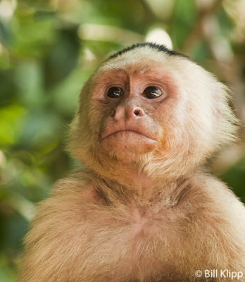 White Faced Capuchin Monkey,  Manuel Antonio  7
