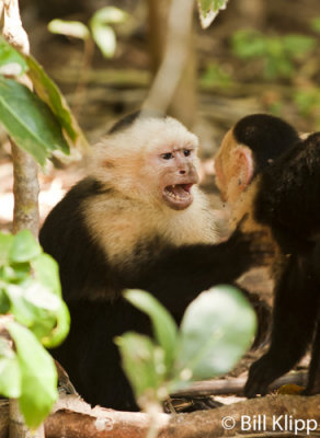 White Faced Capuchin Monkey,  Manuel Antonio  6