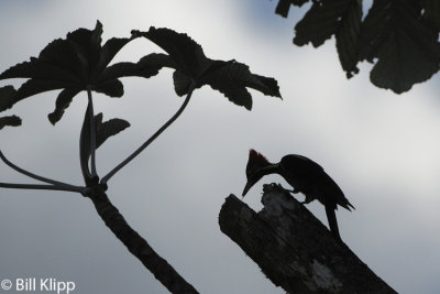 Lineated Woodpecker, El Castillo  2