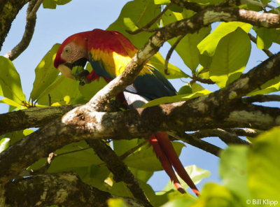 Scarlet Macaw, Corcovado Ntl Park   2