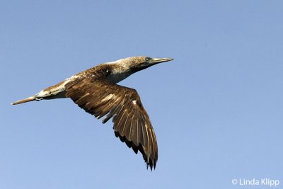 Blue-Footed Boobie, Bona & Otoque Islands 1