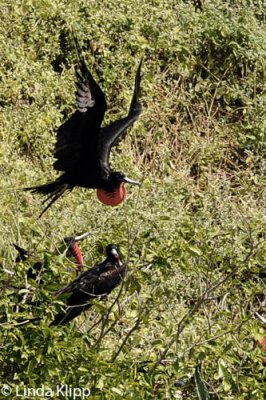 Maginficent Frigate Bird,  Bona & Otoque Islands   2
