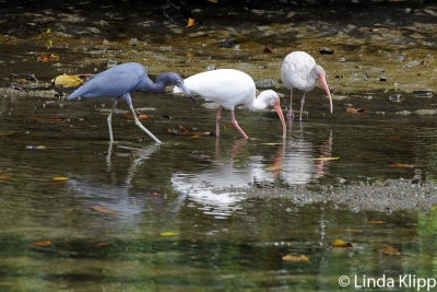 White Ibis & Little Blue Heron,  Manuel Antonio  1