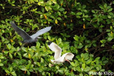 White Ibis & Little Blue Heron,  Manuel Antonio  3
