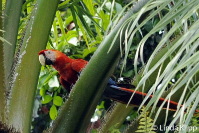Scarlet Macaw,  Casa Orquideas  1
