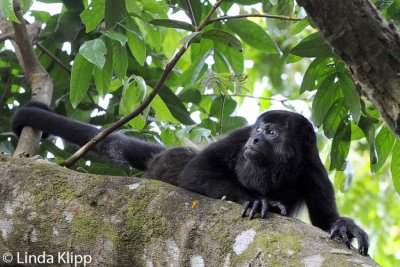 Howler Monkey, Manuel Antonio Ntl Park 1
