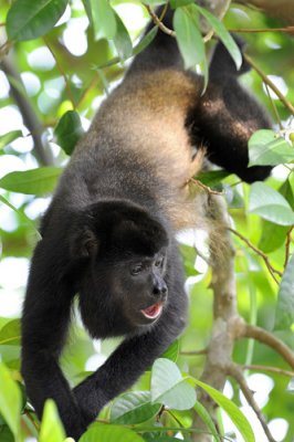Howler Monkey,  Manuel Antonio Ntl Park  4