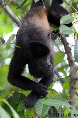 Howler Monkey,  Manuel Antonio Ntl Park  7